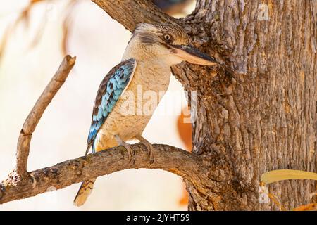 blue-winged kookaburra (Dacelo leachii), perched on a branch, Australia, Northern Territory, Nitmiluk National Park Stock Photo