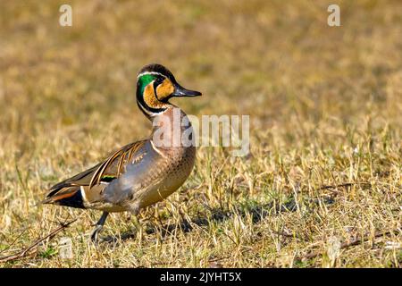 baikal teal (Anas formosa, Nettion formosum), male walking on meadow, Netherlands, Bakkum Stock Photo