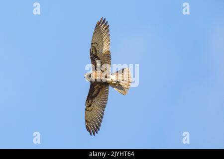 brown falcon (Falco berigora), in flight at blue sky, Australia, Queensland Stock Photo