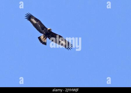 golden eagle (Aquila chrysaetos), juvenile in flight, Italy, Gran Paradiso National Park Stock Photo