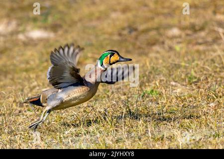 baikal teal (Anas formosa, Nettion formosum), starting male, Netherlands, Bakkum Stock Photo