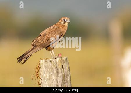 brown falcon (Falco berigora), perched on a wooden post, Australia, Queensland Stock Photo