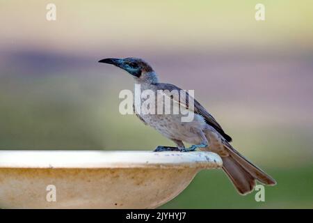 little friarbird, little leatherhead, yellow-throated friarbird (Philemon citreogularis), perched on a birdbath, Australia, Northern Territory, Stock Photo