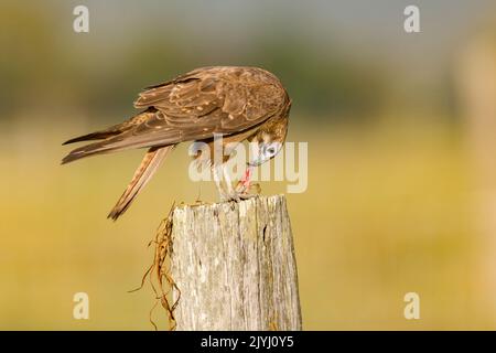 brown falcon (Falco berigora), perched on a wooden post feeding prey, Australia, Queensland Stock Photo