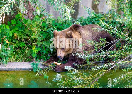 Brown bear eating in the Bear Pit (Bärengraben), Bern, Switzerland Stock Photo