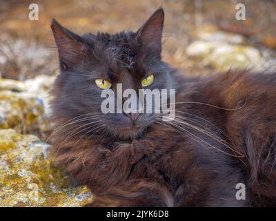 Non-pedigree tabby black and brown fluffy long-haired cat with beautiful green eyes and long whiskers lies calmly on mossy rock near Mediterranean sea Stock Photo