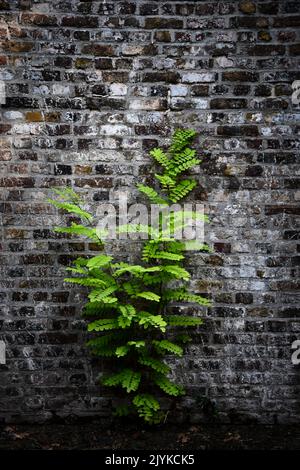 A Green Plant In Front Of A Brick Wall Stock Photo