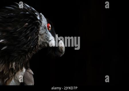 side portrait of a bearded vulture on a black background Stock Photo