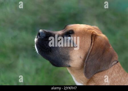 Side portrait of a dog Stock Photo
