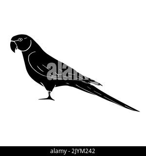 Vector hand drawn doodle sketch black Indian ringneck parrot isolated on white background Stock Vector