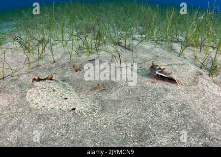 Wide-eyed flounder (Bothus podas). Two male individuals facing each other in a seagrass (Cymodosea nodosa). Fish from the Canary Islands, Tenerife. Stock Photo