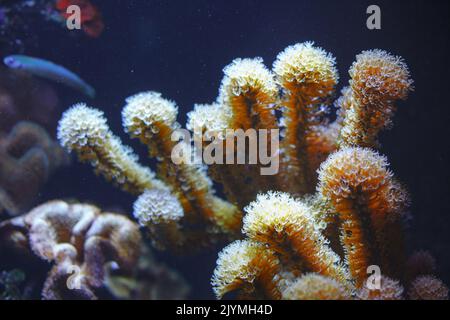 Wonderful and beautiful underwater world . Undersea nature with reefs Stock Photo