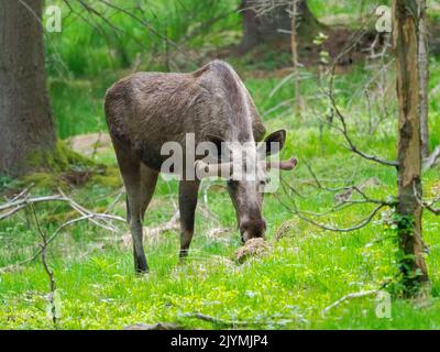 Moose or Elk (Alces alces). Enclosure in the National Park Bavarian Forest, Europe, Germany, Bavaria Stock Photo