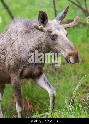 Elk also called Moose in North America (Alces alces). National Park Bavarian Forest (Bayerischer Wald), Enclosure. Europe, Germany, Bavaria Stock Photo