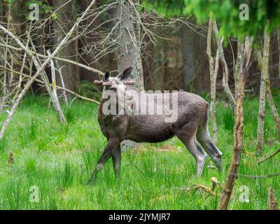 Moose or Elk (Alces alces). Enclosure in the National Park Bavarian Forest, Europe, Germany, Bavaria Stock Photo