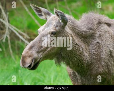 Moose or Elk (Alces alces). Enclosure in the National Park Bavarian Forest, Europe, Germany, Bavaria Stock Photo