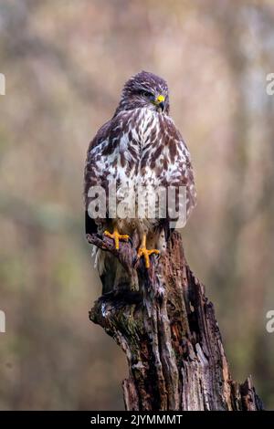 Common Buzzard (Buteo buteo) on an old dead tree at the edge of a forest in winter, Lorraine countryside south of Nancy, France Stock Photo