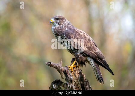 Common Buzzard (Buteo buteo) on an old dead tree at the edge of a forest in winter, Lorraine countryside south of Nancy, France Stock Photo
