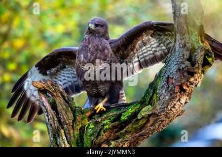 Common Buzzard (Buteo buteo) open wings on an old dead tree at the edge of a forest in winter, Lorraine countryside south of Nancy, France Stock Photo