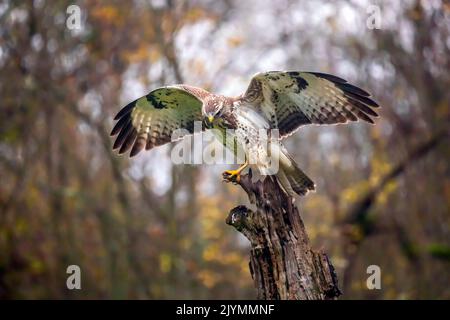 Common Buzzard (Buteo buteo) open wings on an old dead tree at the edge of a forest in winter, Lorraine countryside south of Nancy, France Stock Photo