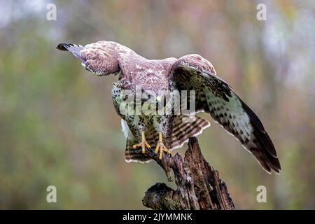 Common Buzzard (Buteo buteo) open wings on an old dead tree at the edge of a forest in winter, Lorraine countryside south of Nancy, France Stock Photo