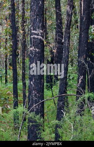 Eucalyptus Forest - Recovery from forest fires in Australia. Long periods of drought often cause forest fires that affect large areas of forest. Eucalyptus has a high fire resistance. Trees survive with charred trunks and resprout after intense rainfall. Australia, Victoria, Grampians National Park Stock Photo