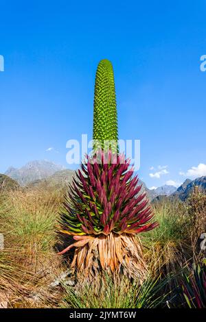 Giant Lobelia (Lobelia bequaertii) in the high mountains of the Rwenzoris, in the lower Bigo Bog. The Giant Lobelias of the Rwenzoris are especially adapted to the High level of UV radiation, humidity and nearly daily frost. Africa, East Africa, Rwenzori Stock Photo