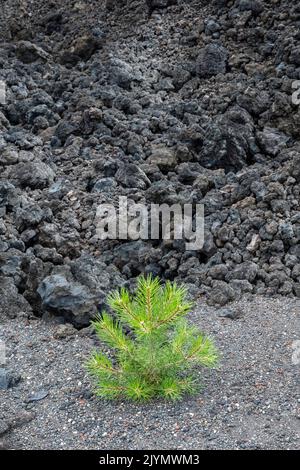 A newly planted pine seedling, part of a land reclamation and reforestation project on an old lava flow on Mount Etna, Sicily, Italy Stock Photo