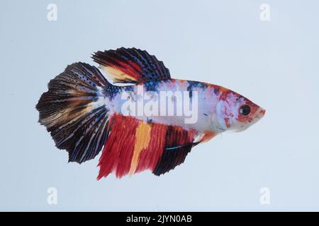 Siamese fighting fish (Betta splendens) Female on white background Stock Photo