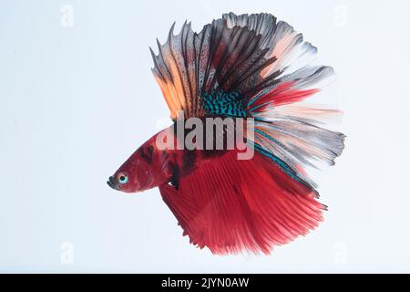 Siamese fighting fish (Betta splendens) Male half-moon on white background Stock Photo