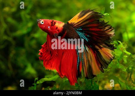 Siamese fighting fish (Betta splendens) Male half-moon in aquarium Stock Photo