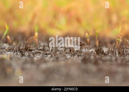 Common Snipe (Gallinago gallinago) in a flooded field, France Stock Photo