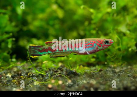 Killi (Fundulopanchax spoorenbergi) male in aquarium Stock Photo