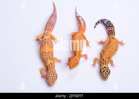 Common leopard gecko (Eublepharis macularius) three geckos on white background Stock Photo