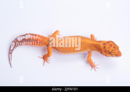 Common leopard gecko (Eublepharis macularius) on white background Stock Photo