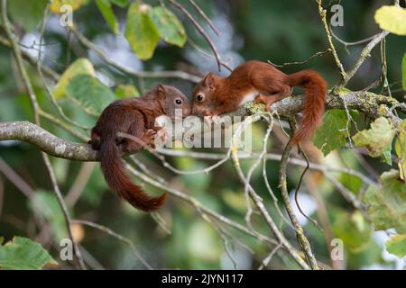 Red squirrel, (Sciurus vulgaris), juvenile , first outing from the nest,Lorraine, France Stock Photo