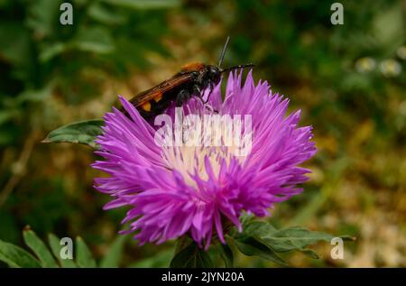 Wild hornet is pollinates pink cornflower - close up photo. Stock Photo