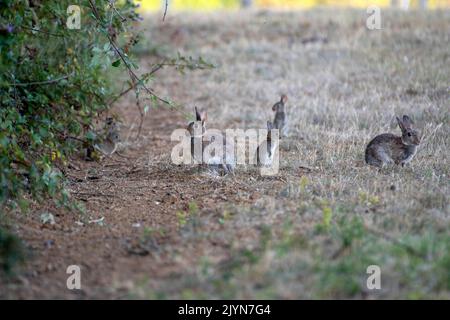 European rabbit (Oryctolagus cuniculus), Lorraine, France Stock Photo