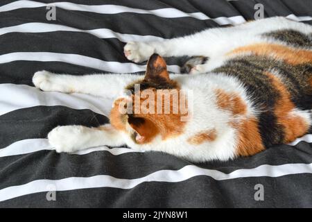 Relaxed cat is sleeping calmly on the bed at home. Stock Photo