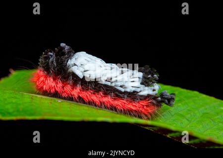 Shag-carpet Caterpillar (Prothysana felderi), Yatama, Costa Rica Stock Photo