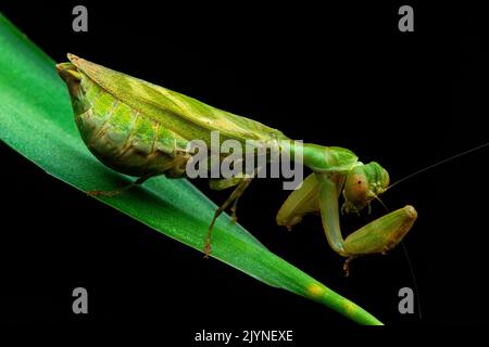 Mantis (Acontista sp) on a leaf, Corcovado, Osa, Costa Rica Stock Photo