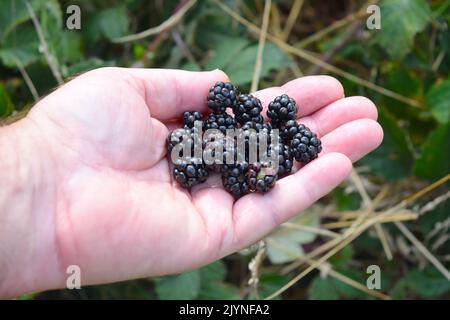 Man is holding ripe blackberries in his hand. Stock Photo