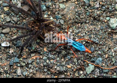 Spider wasp (Tachypompilus sp) et Wandering spider (Cupiennius coccineus), Manzanillo, Costa Rica Stock Photo