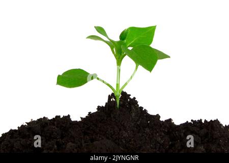 young plant growing from soil, sprout with drops of water isolated on a white background Stock Photo