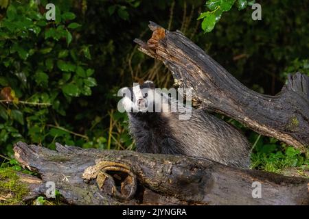 European badger (Meles meles) on a stump in an undergrowth, Ille et Vilaine, Brittany, France Stock Photo