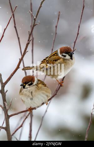 Eurasian tree sparrow (Passer montanus) on a shrub in winter, Balkan Campaign, Bulgaria Stock Photo