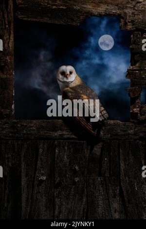 Barn owl (Tyto alba) on a door under the moon at night, Salamanca, Castilla y Leon, Spain Stock Photo