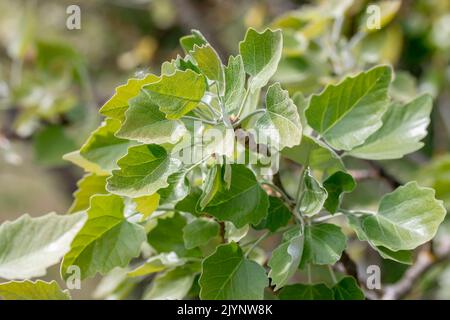 Silver poplar (Populus alba), foliage in early spring, Vaucluse, France Stock Photo