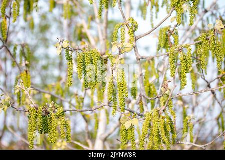White poplar (Populus alba), fruits on tree, Gard, France Stock Photo