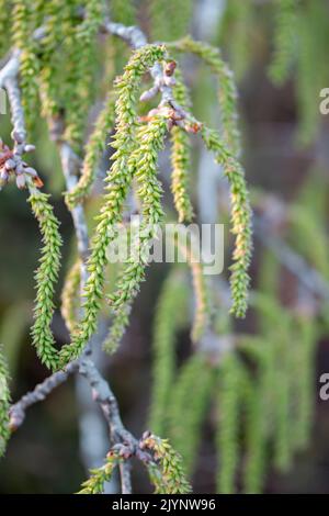 White poplar (Populus alba) tree in bloom, female catkins, Gard, France Stock Photo